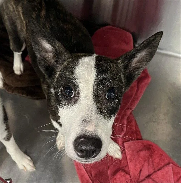 An adult medium-sized female Australian Kelpie dog named Marina for adoption in Tavares, FL