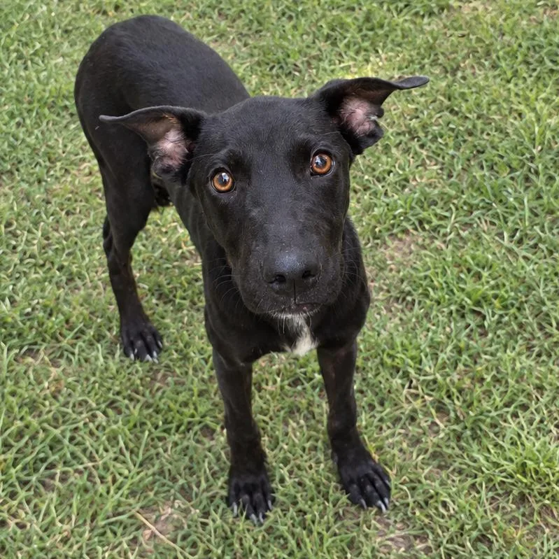 A baby medium-sized male Retriever dog named Soda Pop for adoption in Guntersville, AL