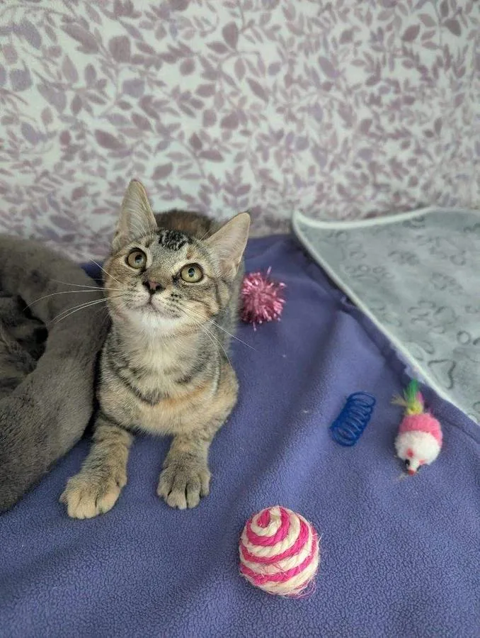 A baby small-sized female Gray & White Tabby cat named Orion for adoption in Ellijay, GA