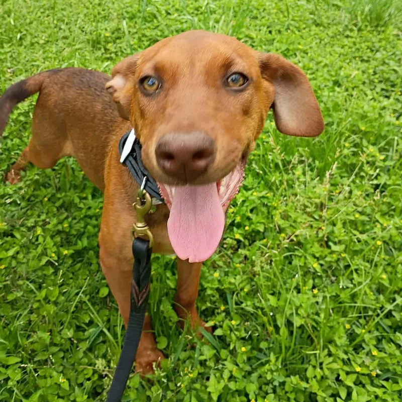 A baby medium-sized female Brown / Chocolate Doberman Pinscher dog named Boda for adoption in Humble, TX
