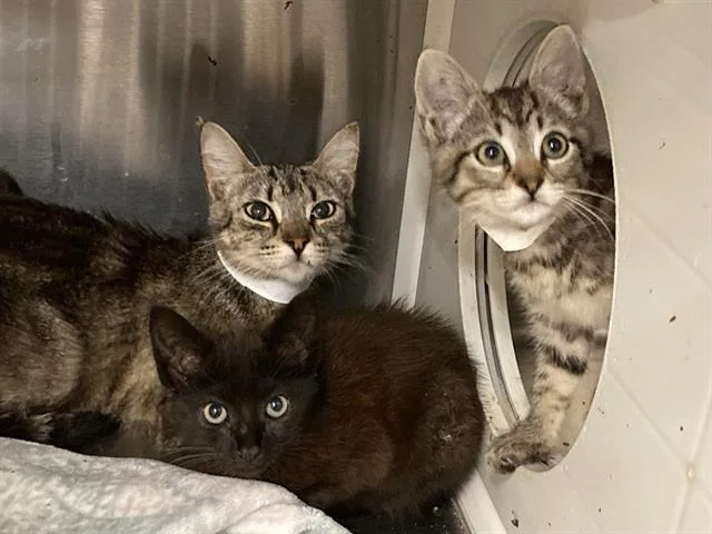 A baby small-sized female Domestic Short Hair cat named Meep for adoption in Tustin, CA