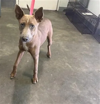 A young medium-sized male Mixed Breed dog named Scooby for adoption in Los Angeles, CA