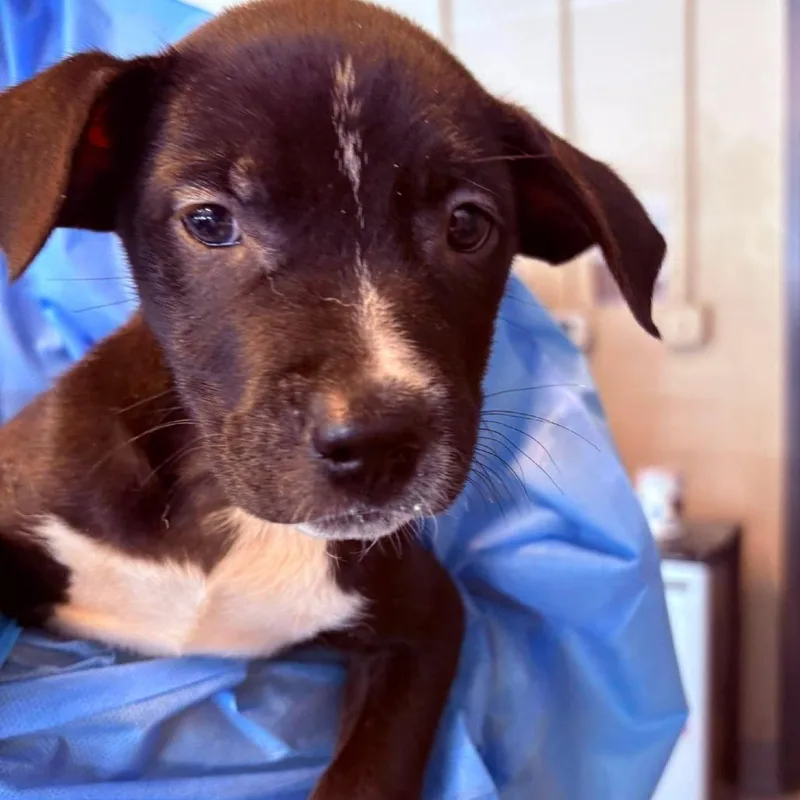 A baby small-sized male Mixed Breed dog named Alfonso for adoption in Huntington, WV