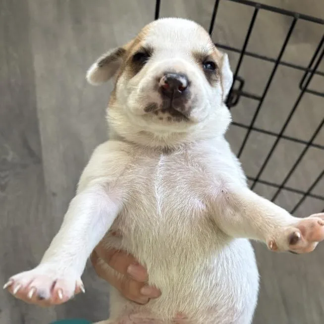 A baby small-sized male White / Cream Anatolian Shepherd dog named Dwight for adoption in Tampa, FL