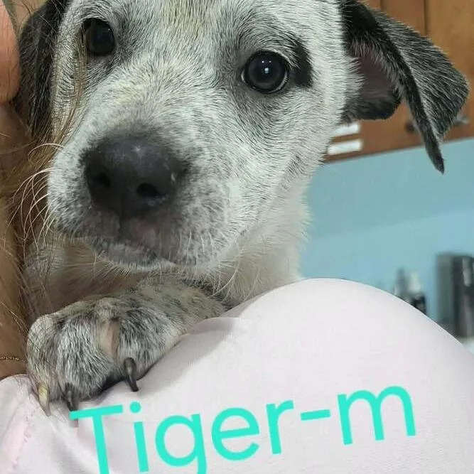 A baby medium-sized male Gray / Blue / Silver Australian Cattle Dog / Blue Heeler dog named Tiger for adoption in Seminole, FL