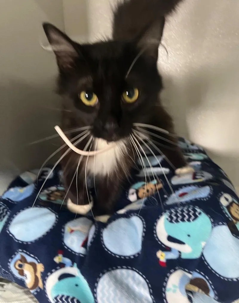 A baby small-sized female Domestic Medium Hair cat named Athena for adoption in Kell, IL