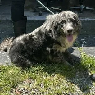 An adult medium-sized male Black Border Collie dog named Skunky for adoption in Alexandria, VA