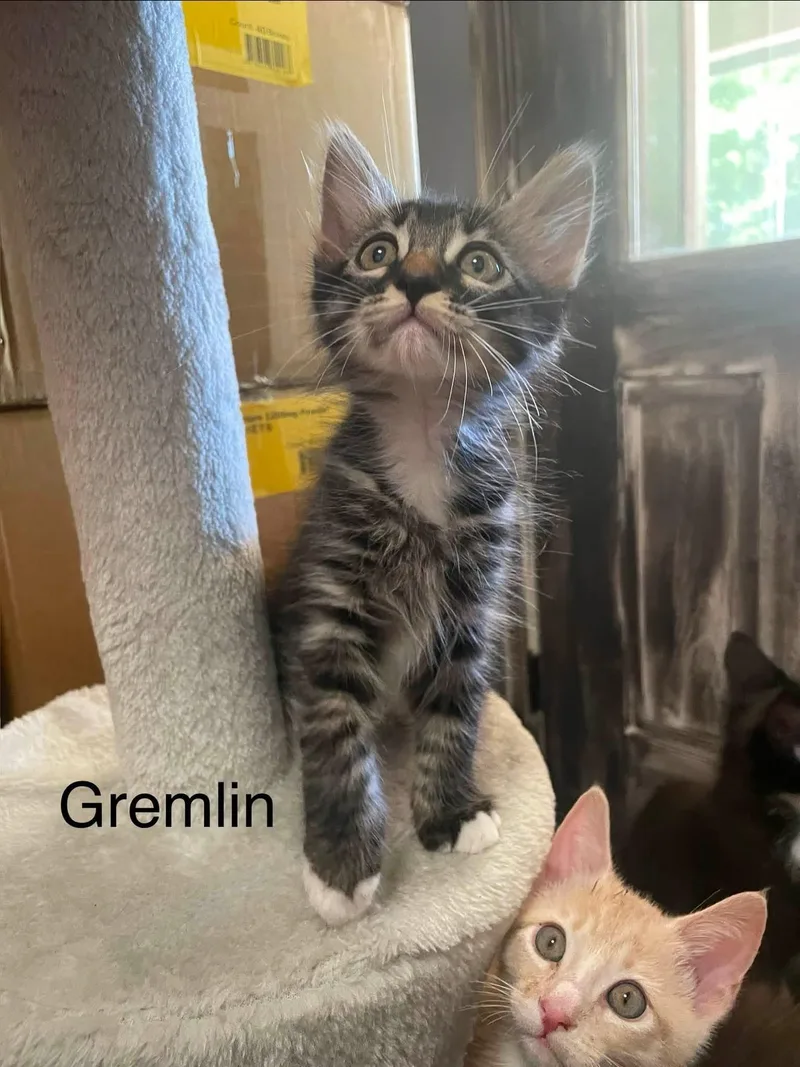 Gremlin thumbnail 2