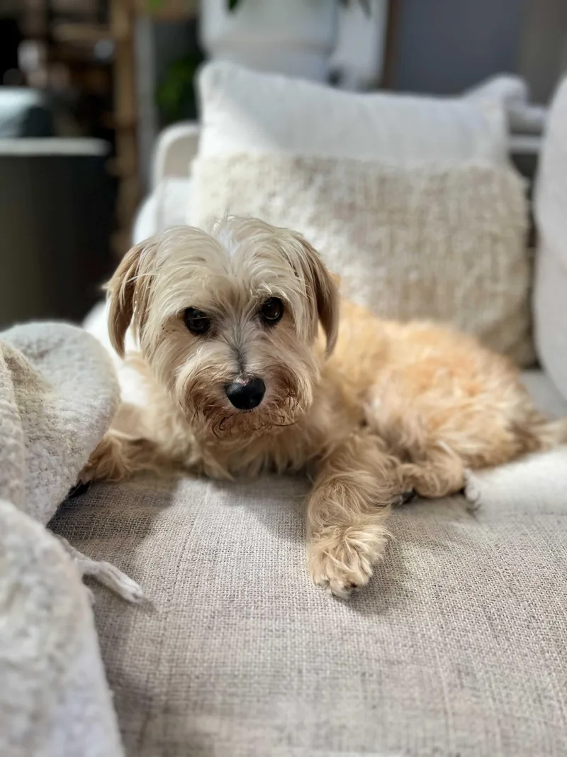 A senior small-sized male Mixed Breed dog named Denver for adoption in Belleville, MI