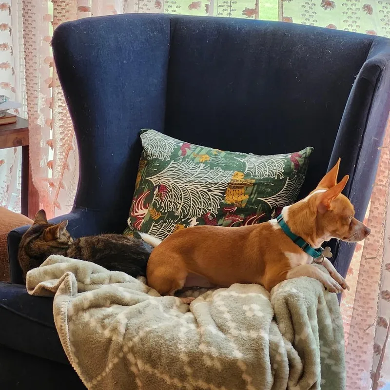A young small-sized male Red / Chestnut / Orange Mixed Breed dog named Melo for adoption in Skokie, IL