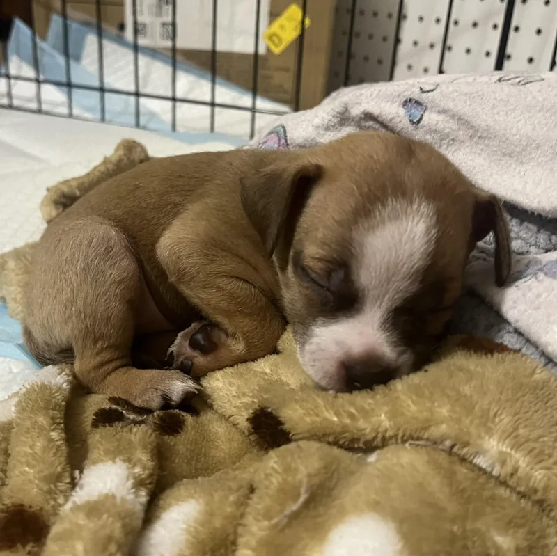 A baby small-sized male Chihuahua dog named Alpine for adoption in Penryn, CA