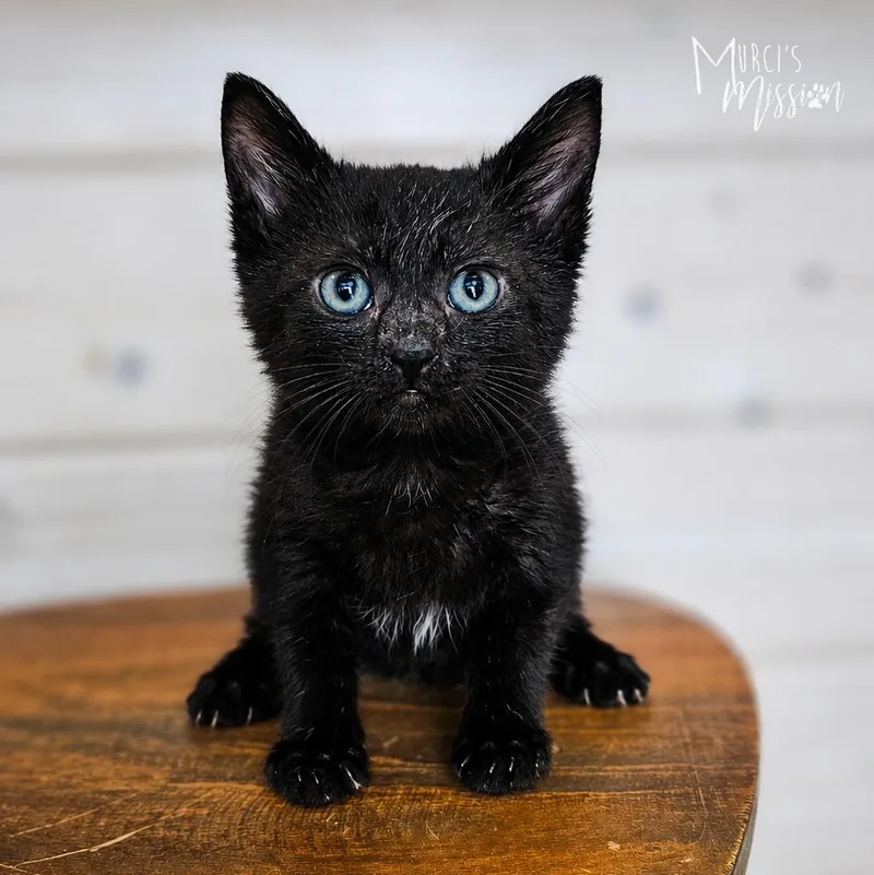 A baby medium-sized female Black & White / Tuxedo Domestic Short Hair cat named Olivka for adoption in Spokane , WA