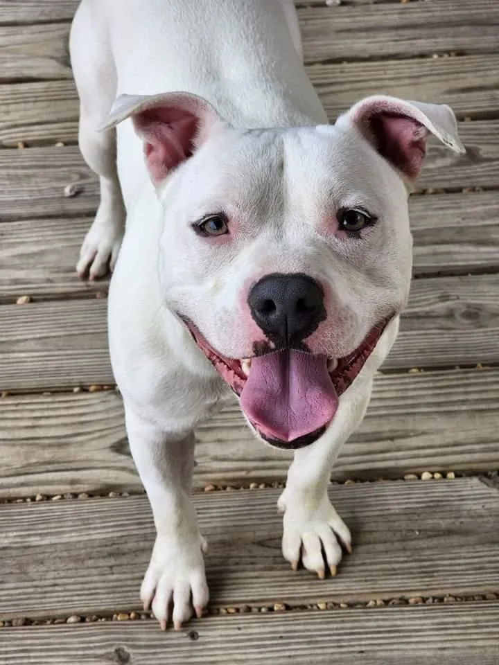 Mozzarella thumbnail 2