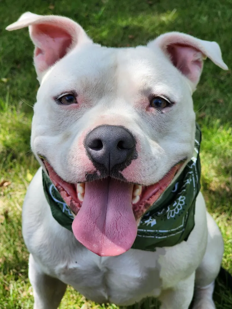 Mozzarella thumbnail 3