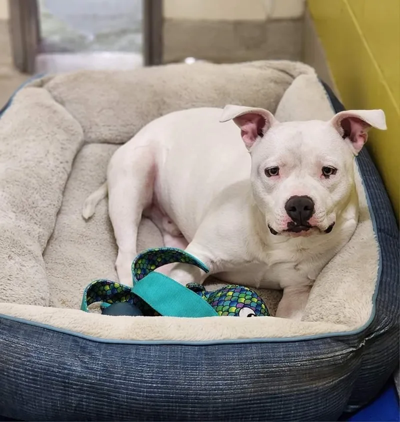 Mozzarella thumbnail 4