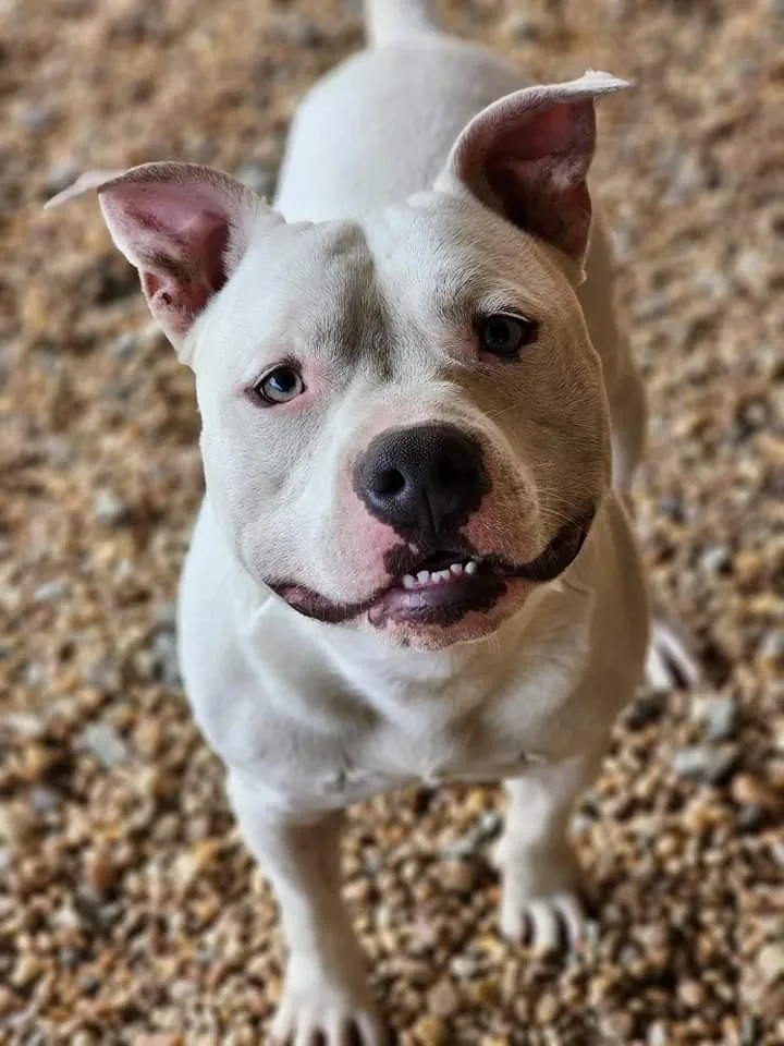 Mozzarella thumbnail 5