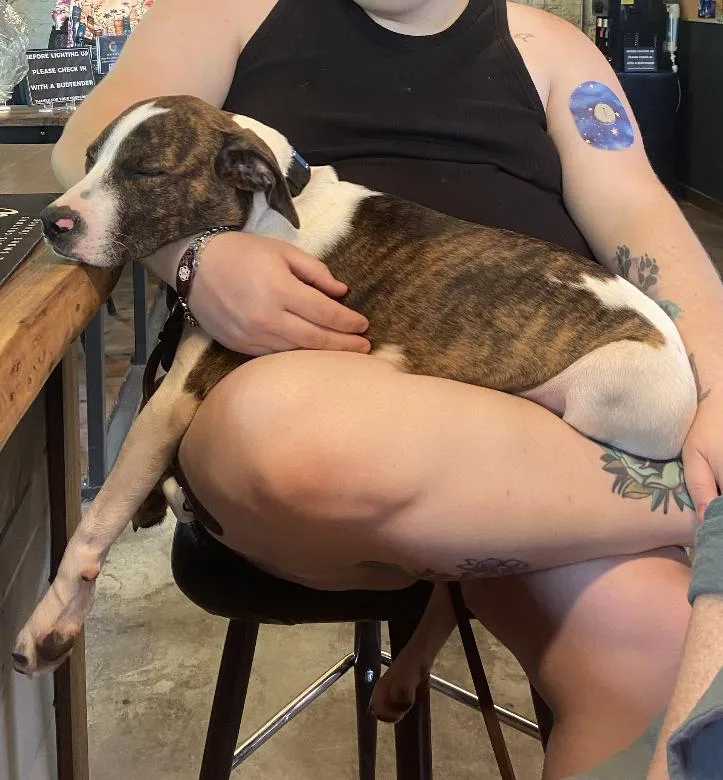 A baby medium-sized male Terrier dog named Peter for adoption in Candler, NC