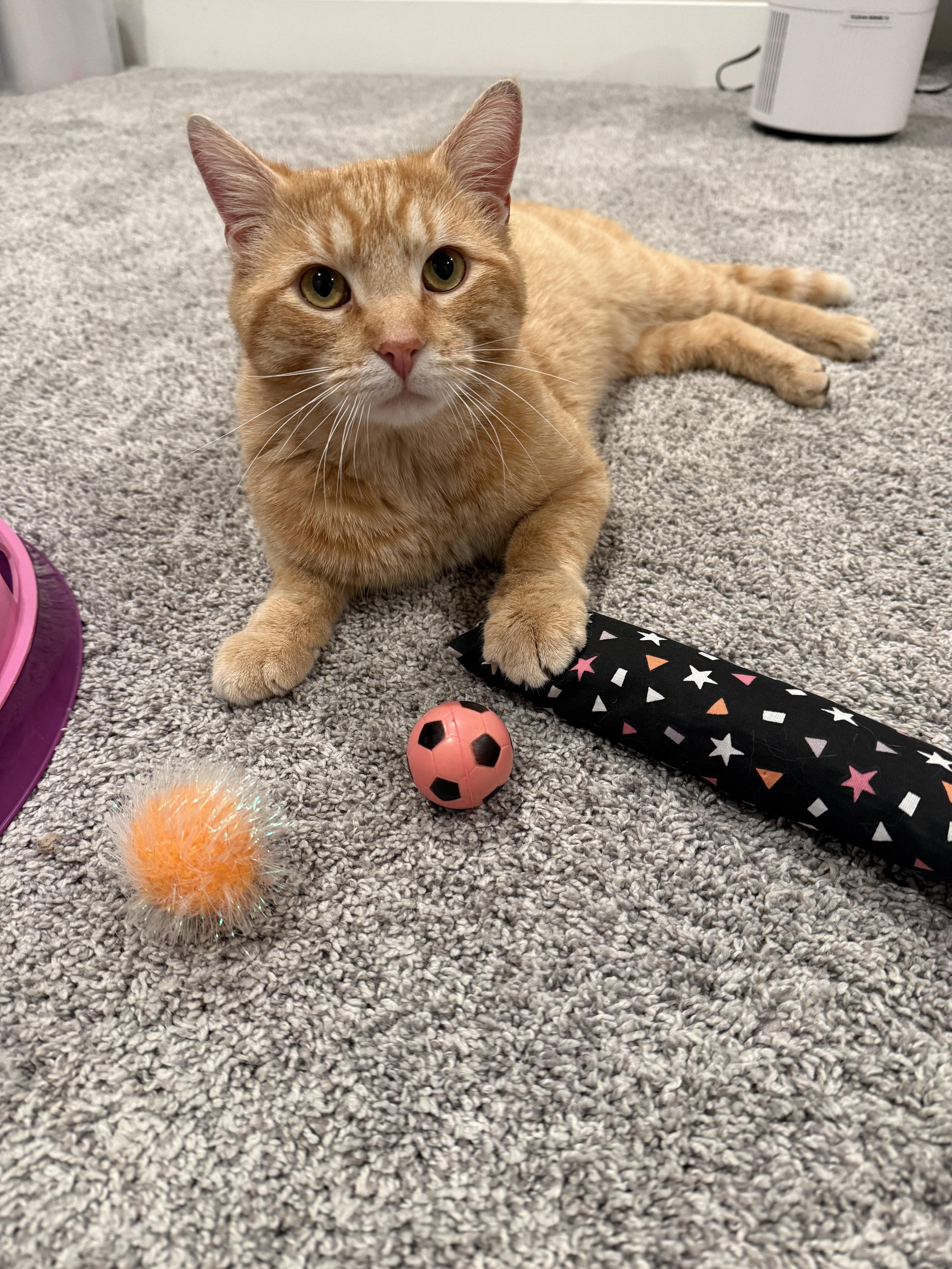 A young medium-sized male Orange / Red Domestic Short Hair cat named Knox for adoption in Columbus, OH