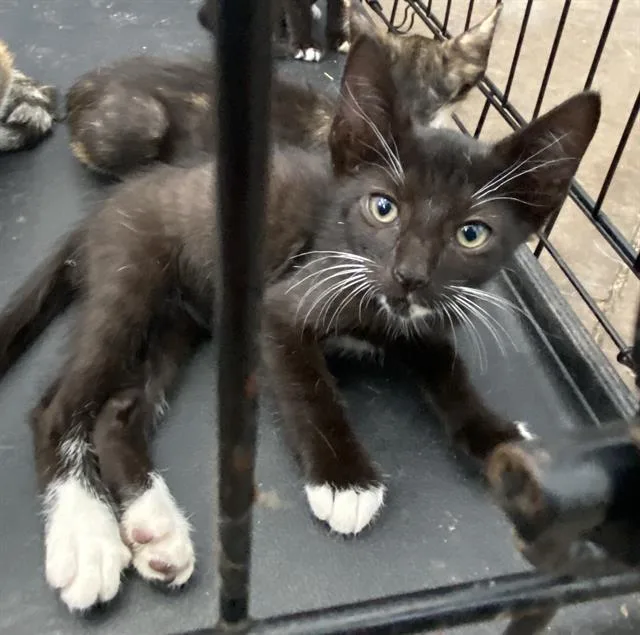 A baby medium-sized male Domestic Short Hair cat named Black Beard for adoption in Dallas, TX