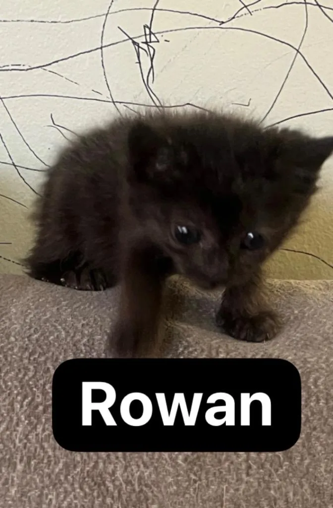 A baby medium-sized male Domestic Short Hair cat named Rowan for adoption in Johnson City, TN