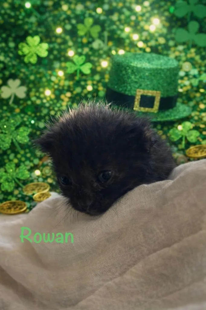 Rowan thumbnail 2