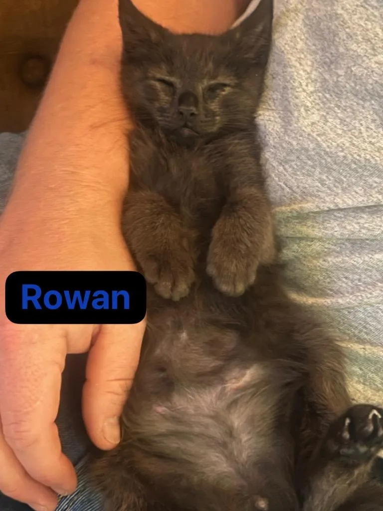 Rowan thumbnail 3