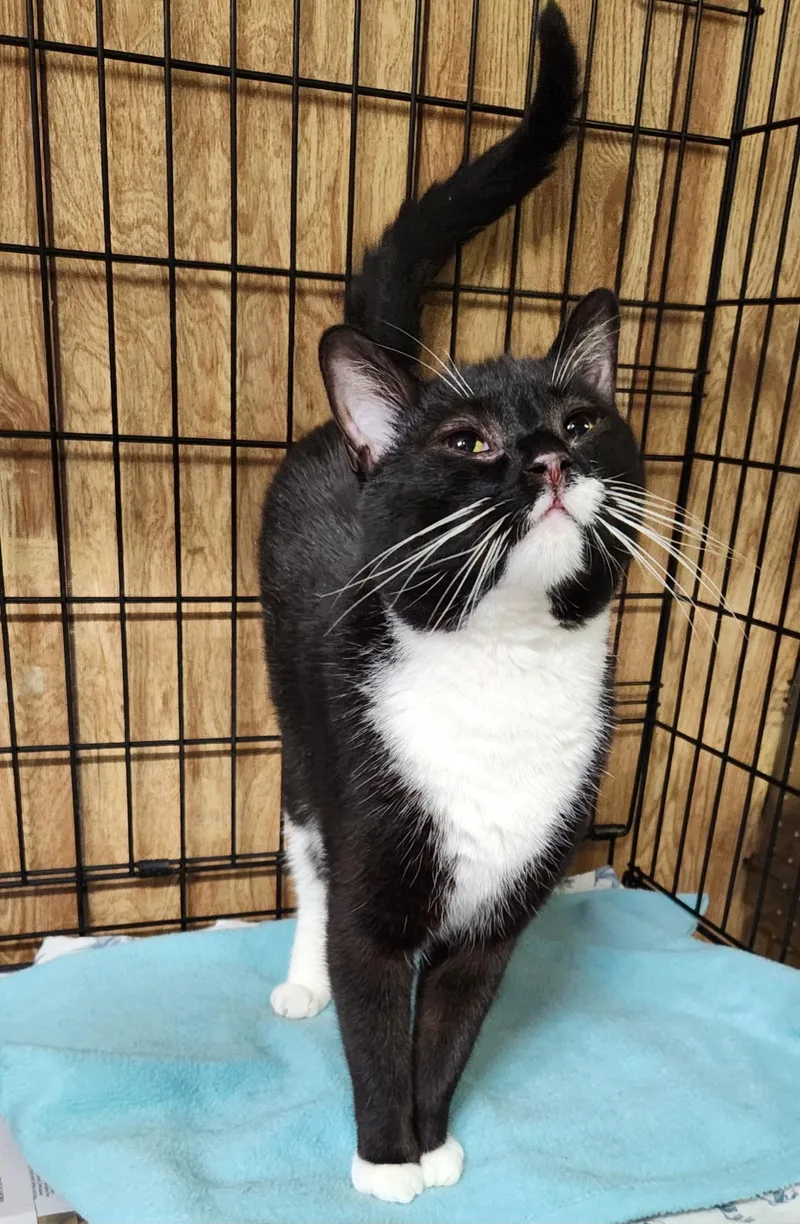 A young medium-sized male Black & White / Tuxedo Tuxedo cat named Diesel for adoption in Linden, NJ