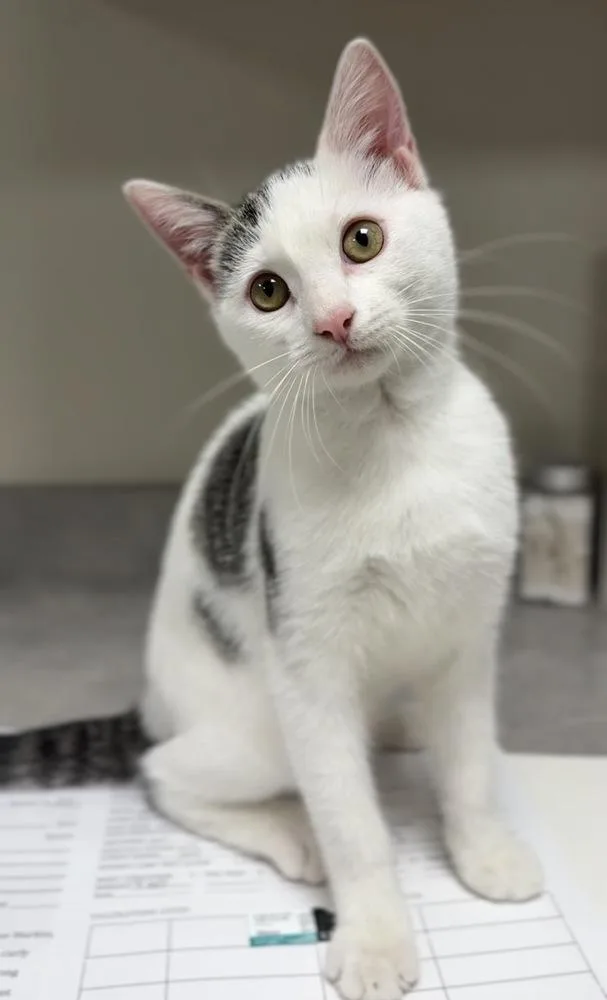 A baby small-sized female Gray & White Domestic Short Hair cat named Towel for adoption in Bemidji, MN