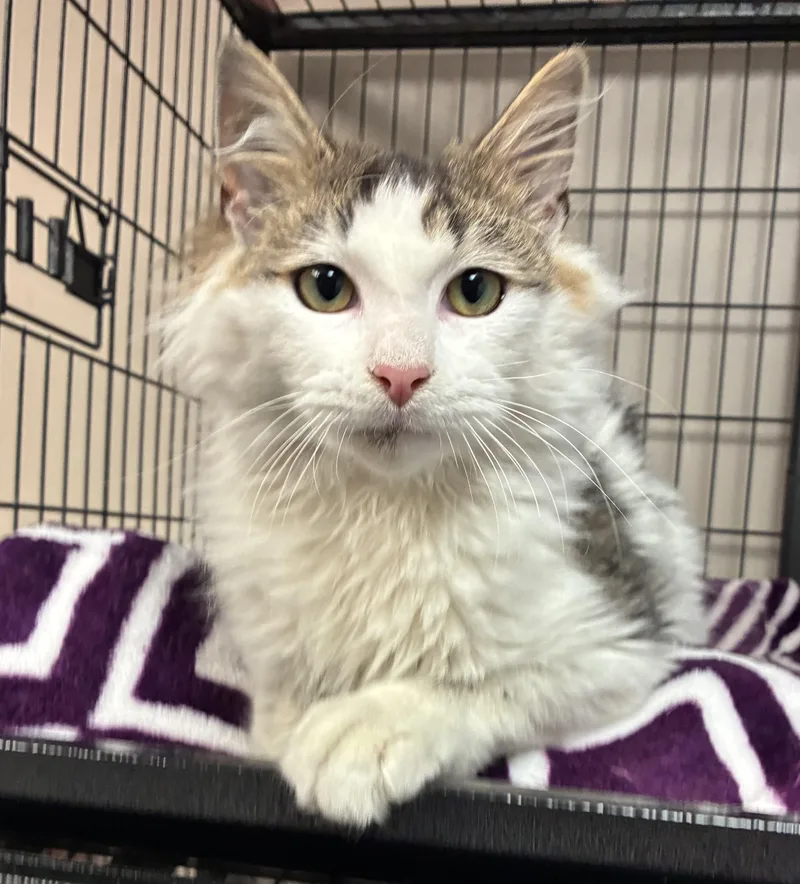 An adult medium-sized female Tabby (Tiger Striped) Domestic Medium Hair cat named Martini Nini for adoption in Breinigsville, PA