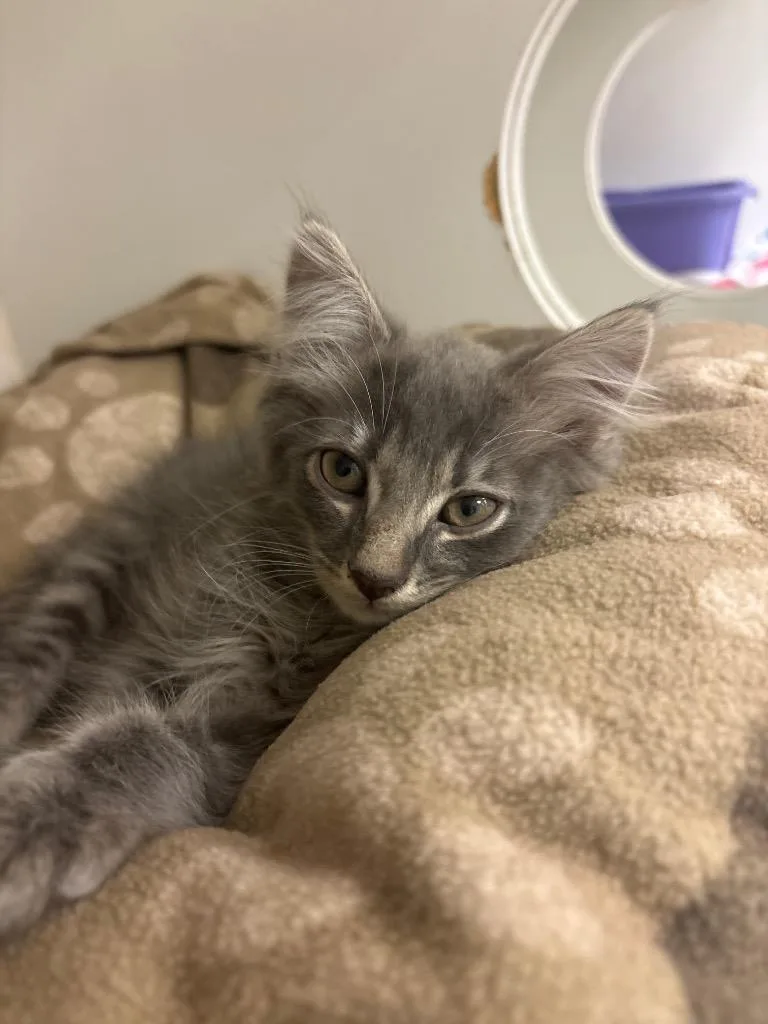 A baby small-sized male Domestic Medium Hair cat named Louie for adoption in Johnson City, TN