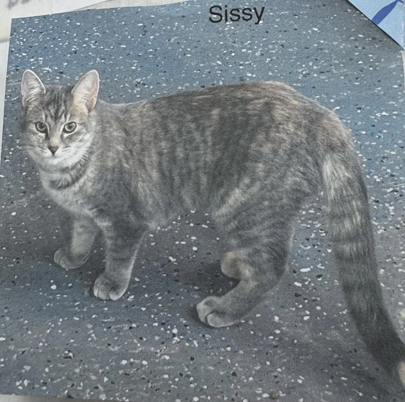 A young medium-sized female Gray / Blue / Silver Domestic Short Hair cat named Sissy for adoption in Ulster, PA