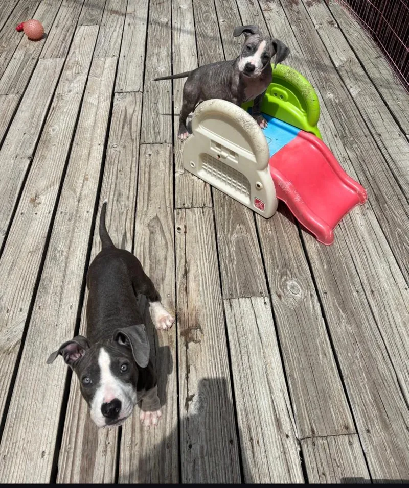 A baby small-sized female American Bulldog dog named Fae for adoption in Thompson, PA