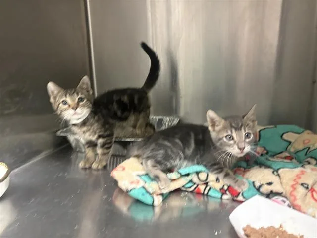 A baby small-sized male Domestic Short Hair cat named Grasshopper for adoption in Tustin, CA