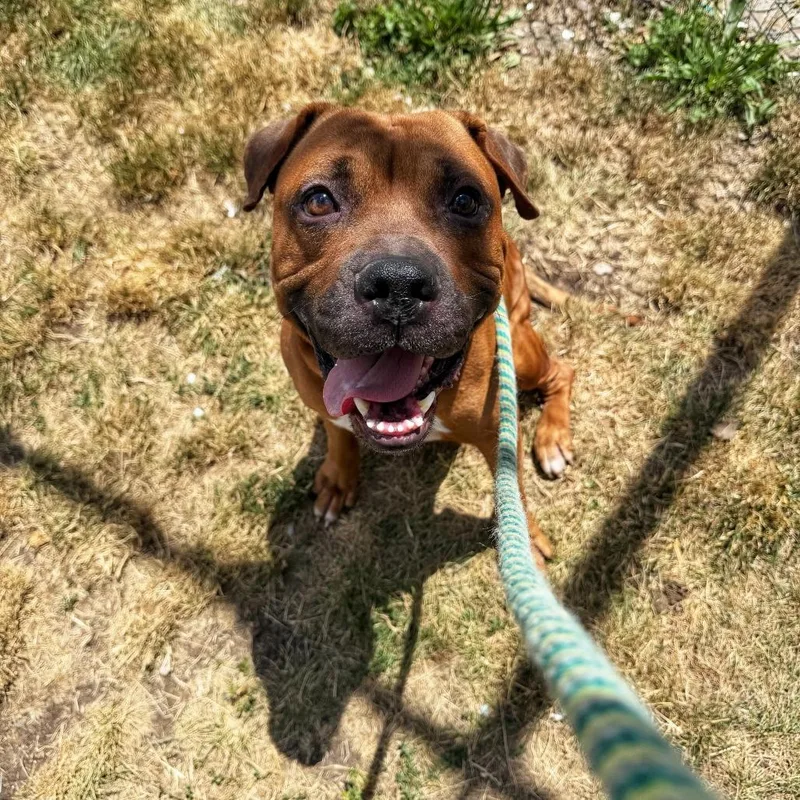 An adult medium-sized male Brown / Chocolate Pit Bull Terrier dog named Dutch for adoption in Newark, NJ