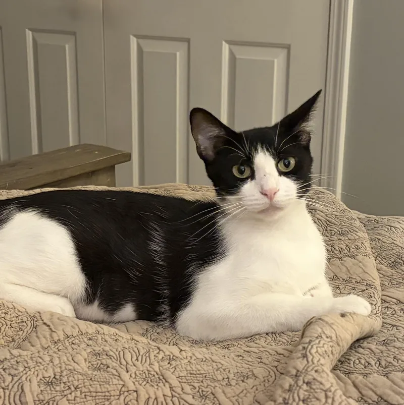 A young medium-sized female Black & White / Tuxedo Domestic Short Hair cat named Sweet Pea for adoption in Nashville, TN