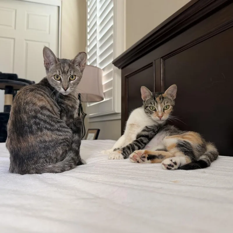 An adult small-sized female Torbie Domestic Short Hair cat named Cherrybell for adoption in Tustin, CA