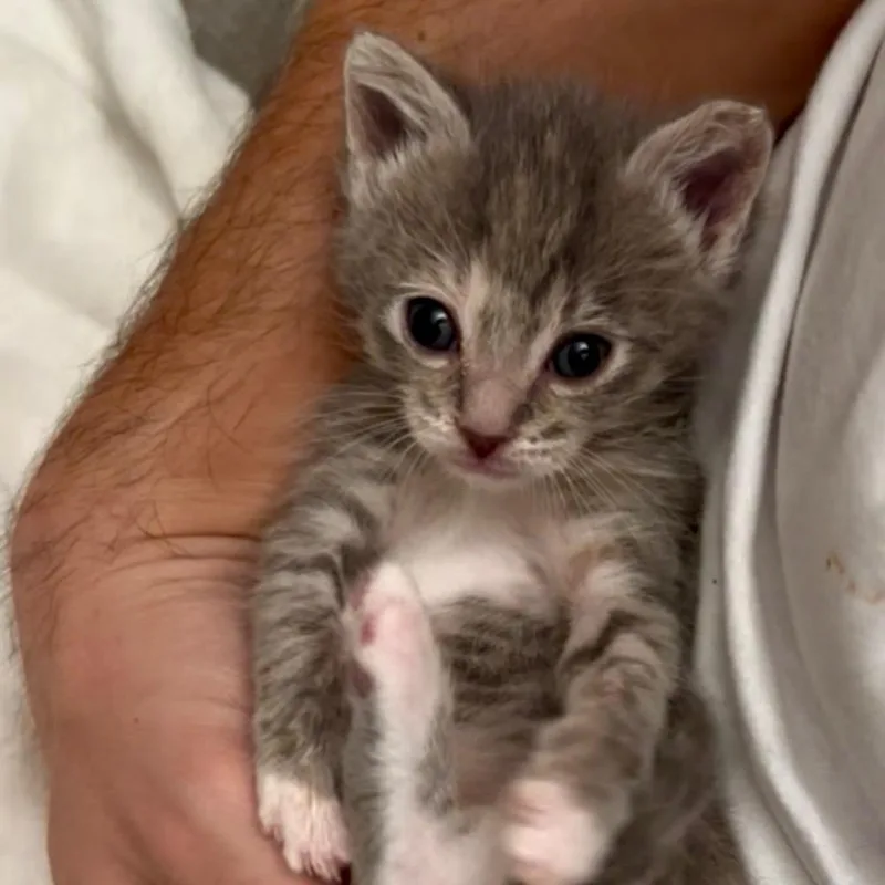 A baby small-sized female Gray / Blue / Silver Domestic Short Hair cat named Toni for adoption in Long Beach, CA