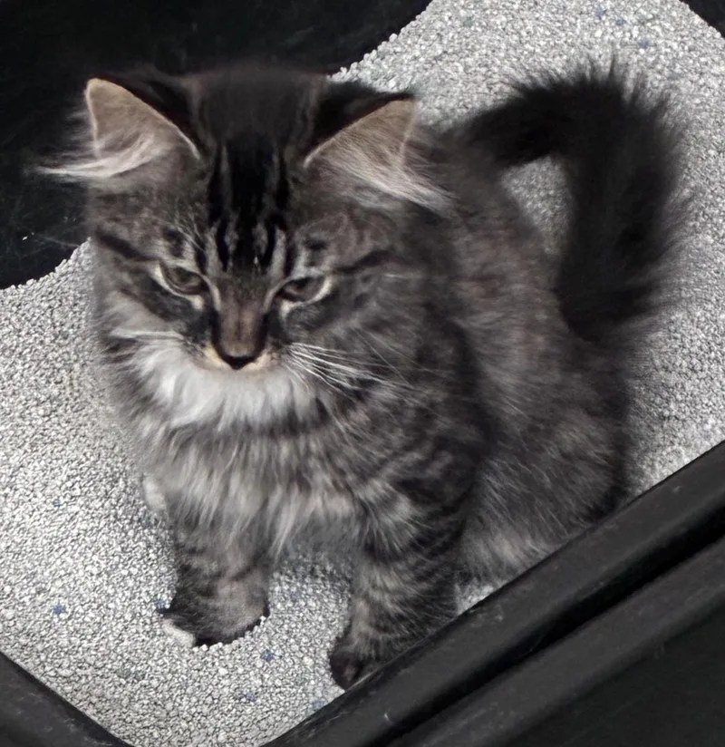 Max