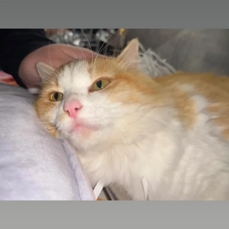 An adult medium-sized female Orange / Red Domestic Medium Hair cat named Peaches for adoption in Waldorf, MD