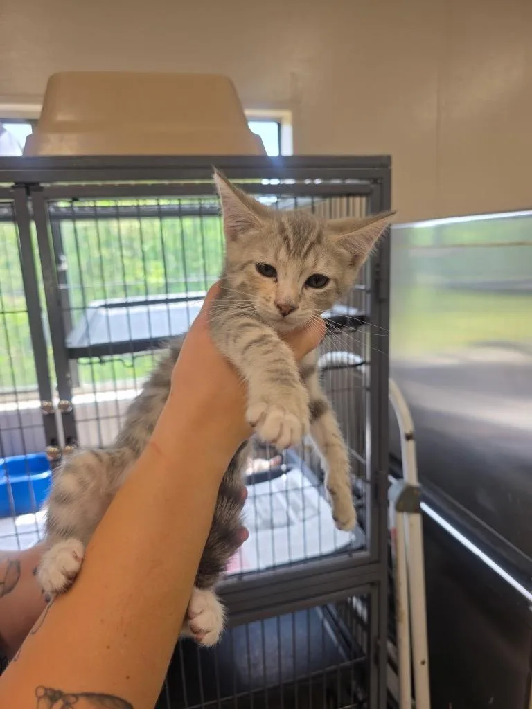 A baby small-sized female Domestic Short Hair cat named Meredith for adoption in Lavonia, GA