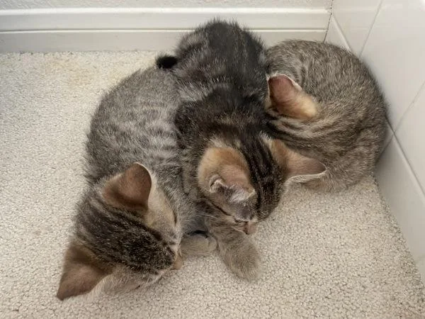 A baby small-sized male Domestic Short Hair cat named Kitteo for adoption in Escondido, CA