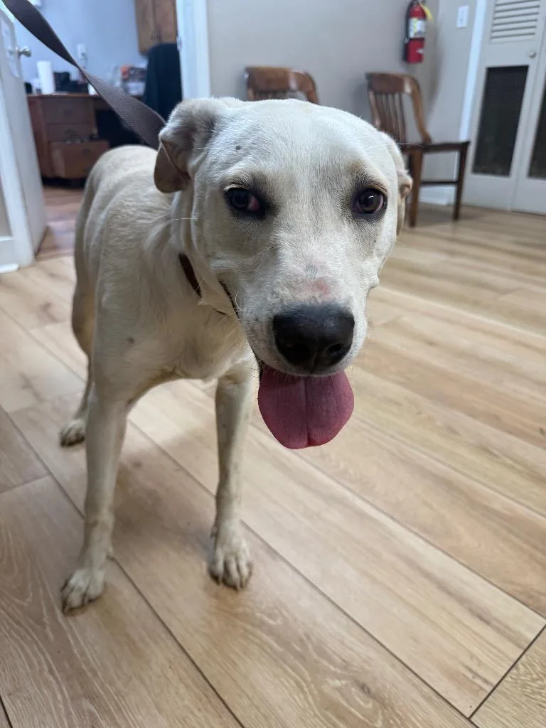A young large-sized male Labrador Retriever dog named Hunter for adoption in Fayetteville, TN