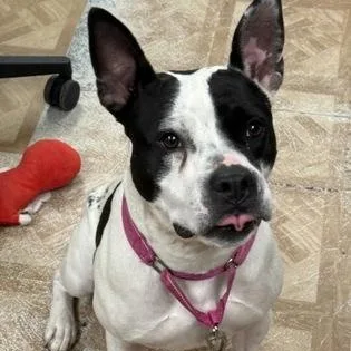 An adult medium-sized female Pit Bull Terrier dog named Pebbles for adoption in Worcester, MA