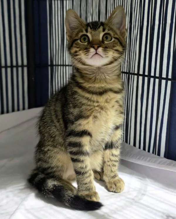 A baby small-sized male Domestic Short Hair cat named Aussie for adoption in Novato, CA