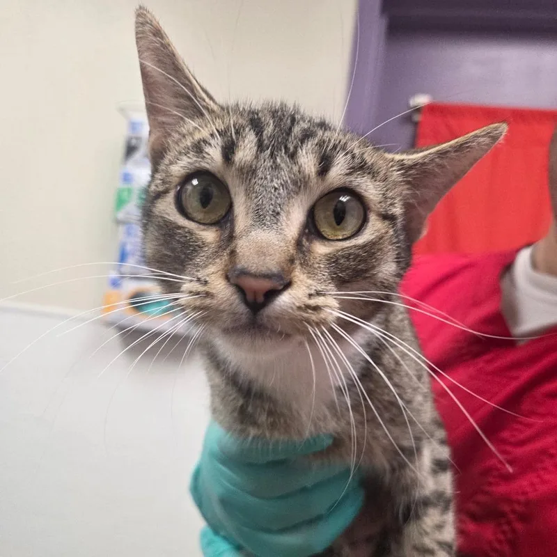 A young medium-sized female Brown / Chocolate Domestic Short Hair cat named Daisy for adoption in Albuquerque, NM