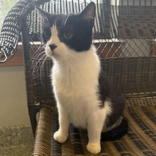 An adult medium-sized female Domestic Short Hair cat named Sugar for adoption in Jackson, MI