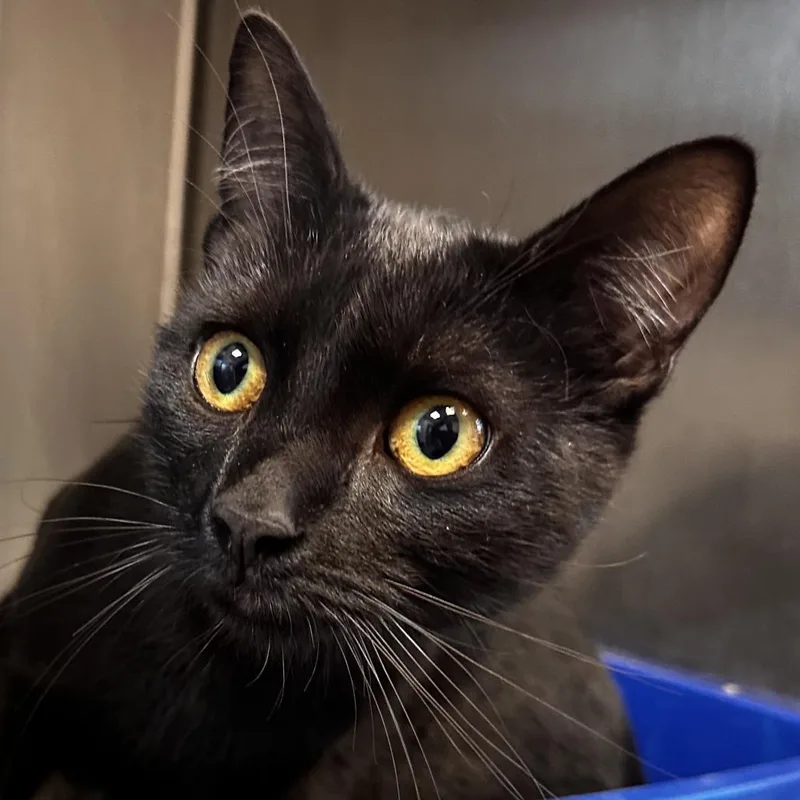 A young medium-sized male Black Domestic Short Hair cat named Harley for adoption in Washington Township, OH