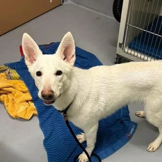 An adult medium-sized female White / Cream German Shepherd Dog dog named Feed Me Seymour for adoption in Farmersville, OH