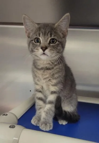 A baby medium-sized male Domestic Short Hair cat named Trout for adoption in Elmira, NY