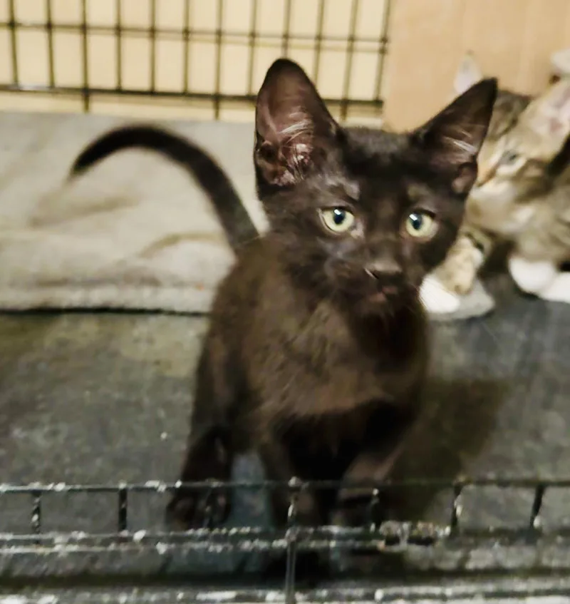 A young medium-sized male Black Domestic Short Hair cat named Tyler for adoption in Pensacola, FL